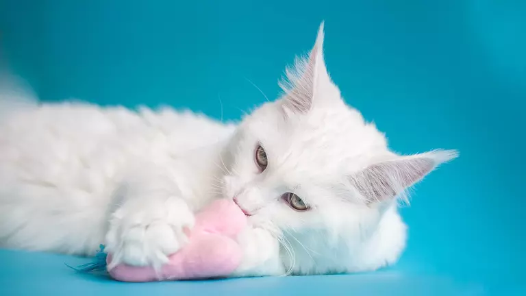 White Maine Coon