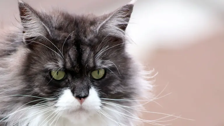 Maine Coon Markings