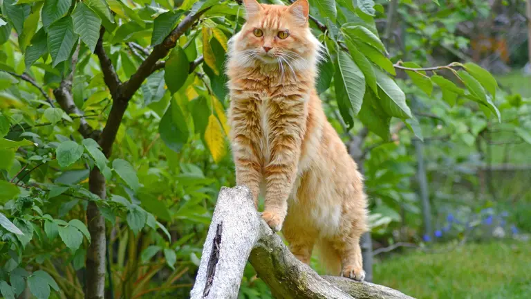 Orange Maine Coon