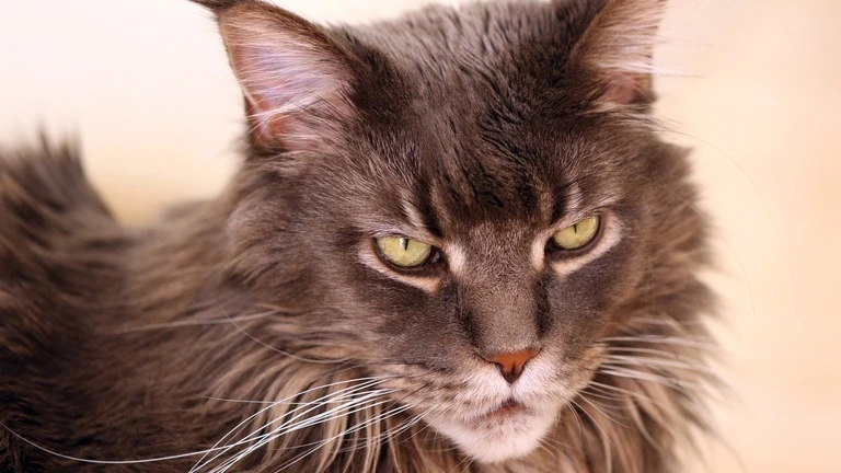 Maine Coon Persian Mix