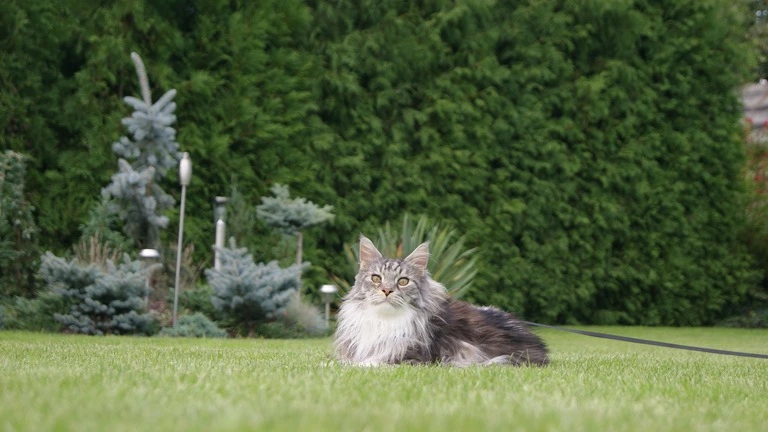 Can A Maine Coon Be Small