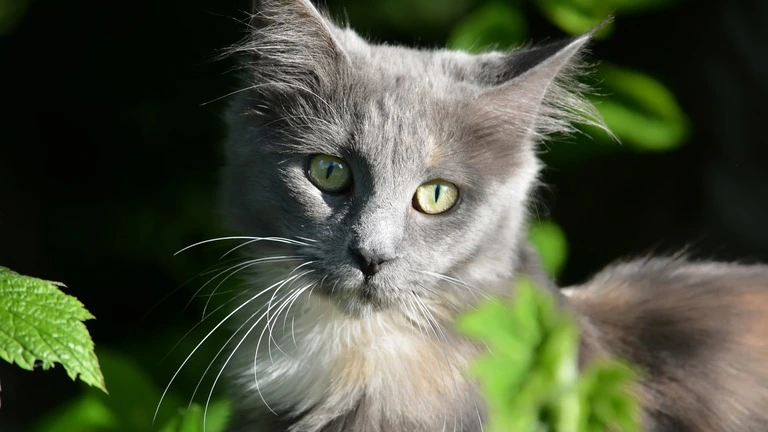 cat shedding fur in clumps