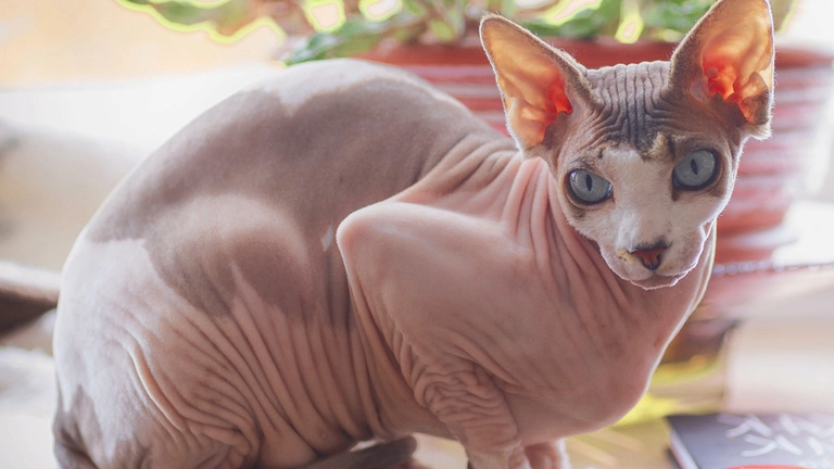 Sphynx