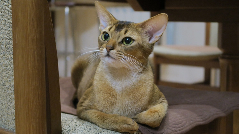 Abyssinian Maine Coon Mix Breed