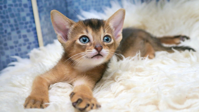 Abyssinian Maine Coon Mix Cat