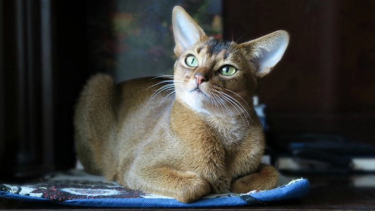 Abyssinian Maine Coon Mix