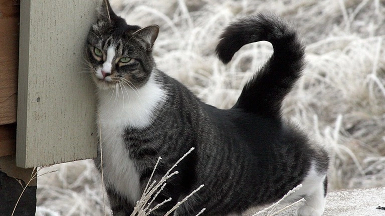 Maine coon american shorthair mix