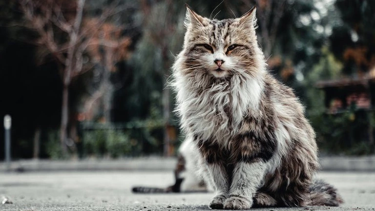 Himalayan Maine Coon Mix