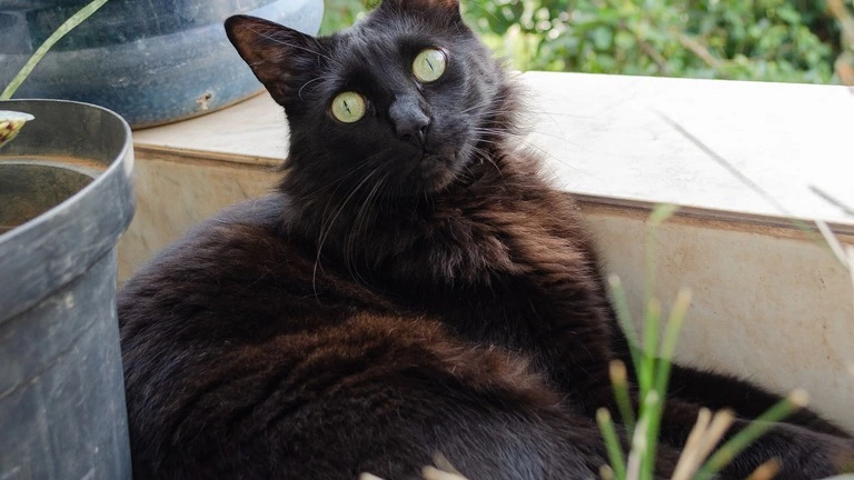 Maine coon Bombay mix