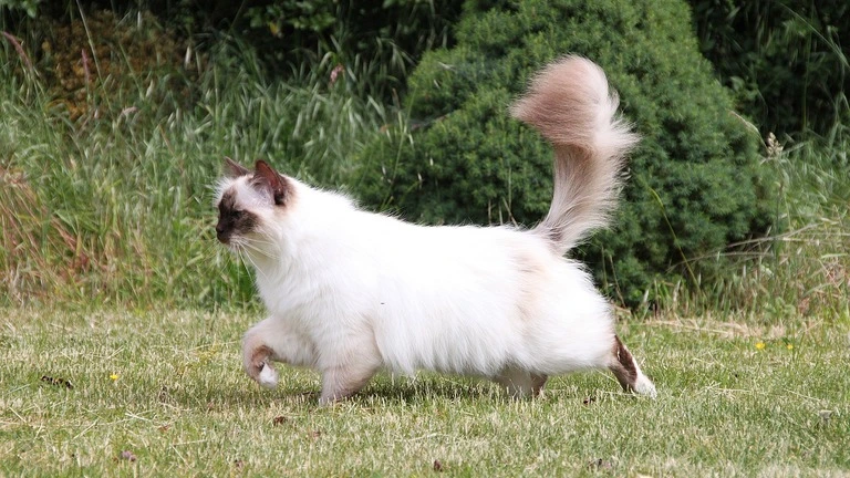 Birman Maine Coon Mix 