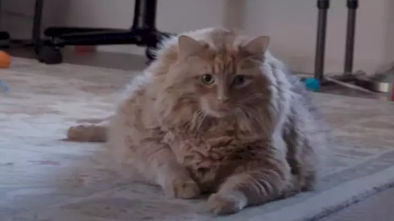 Fat Maine Coon