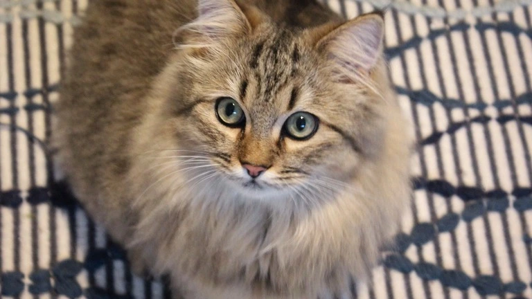 Nebelung maine coon