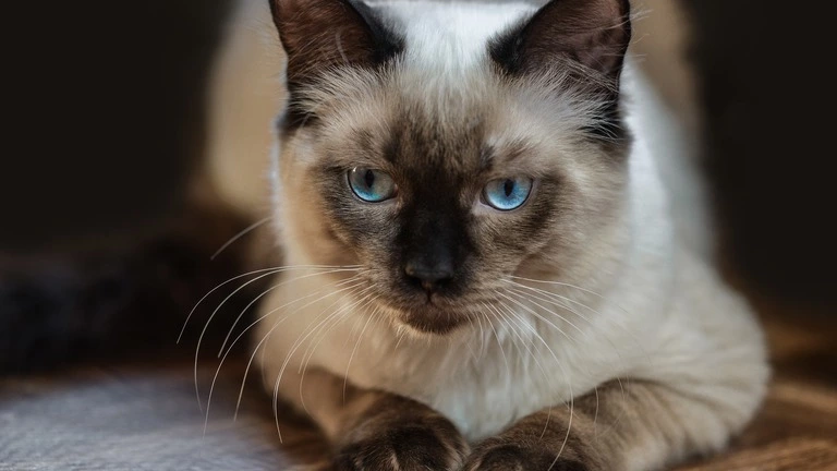 Ragdoll cat