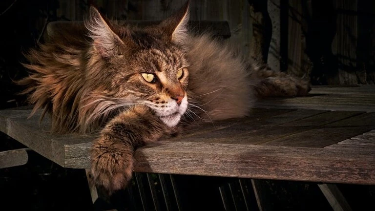 are maine coon good pet