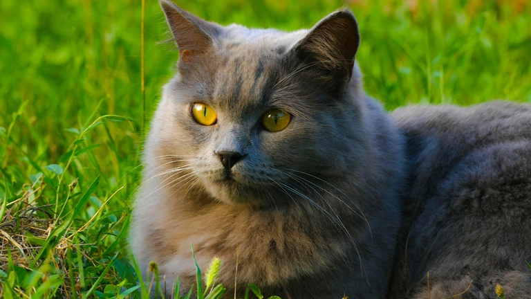 chartreux maine coon mix Breed