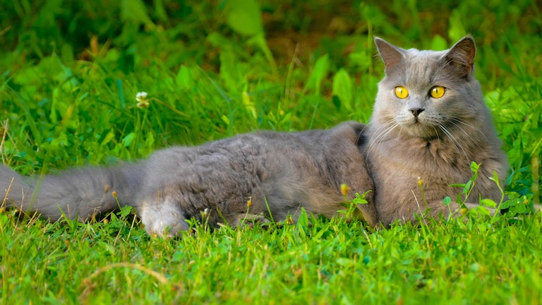 chartreux maine coon mix cat