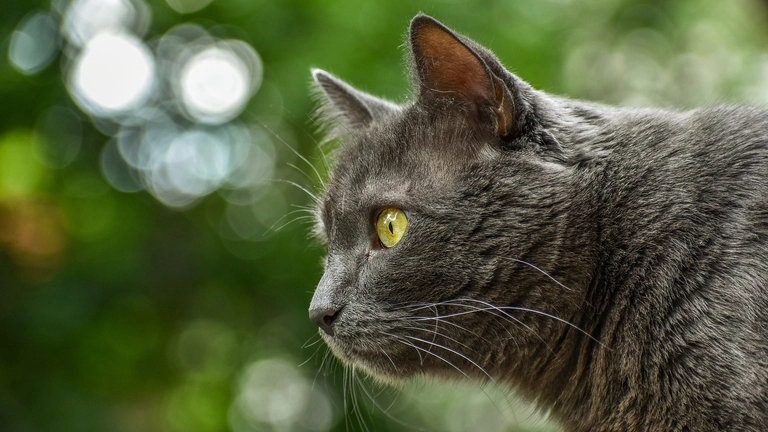 chartreux maine coon mix