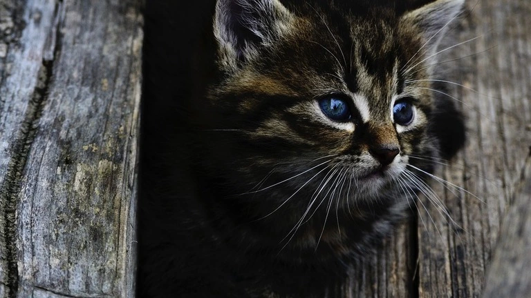 Lykoi Maine Coon Mix