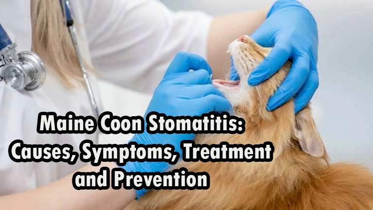 Maine Coon Stomatitis